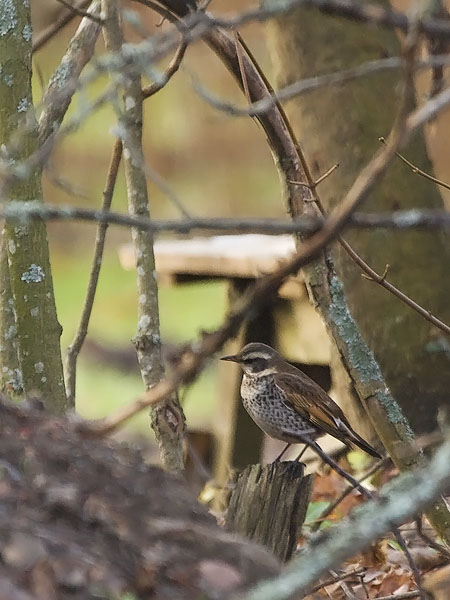 Ruostesiipirastas, Dusky Thrush, Turdus naumanni